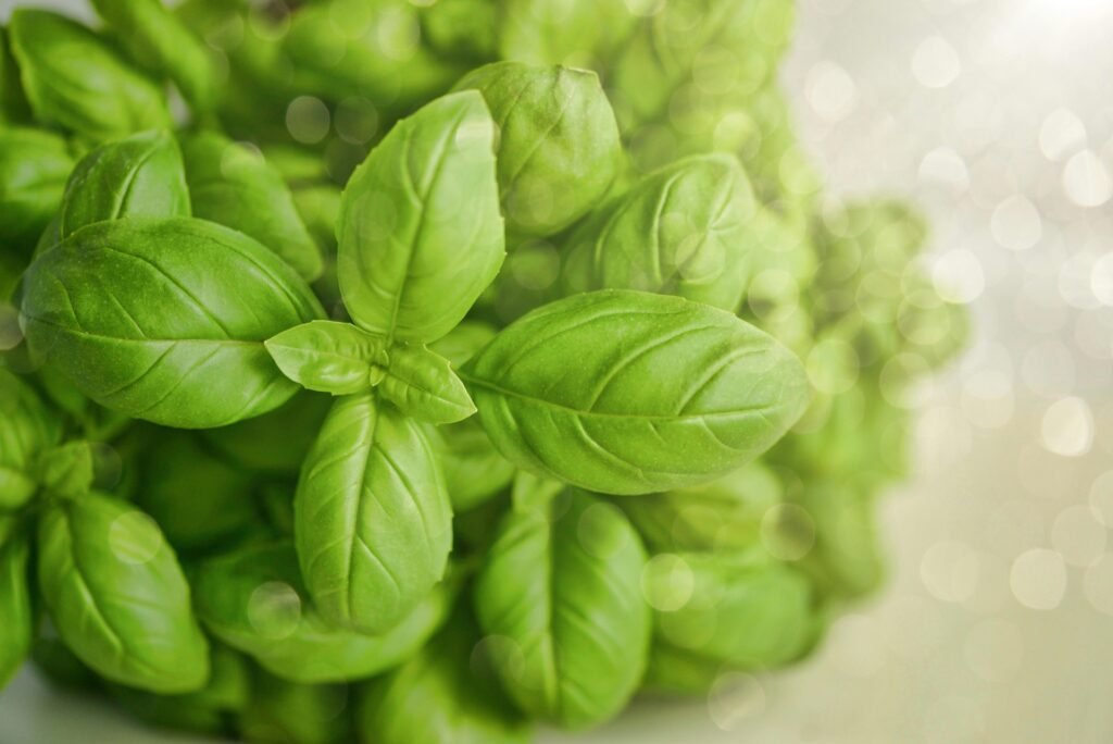 Harvesting Basil for Continuous Cropping